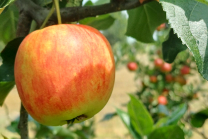 . Summercrisp