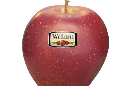 Wellant
